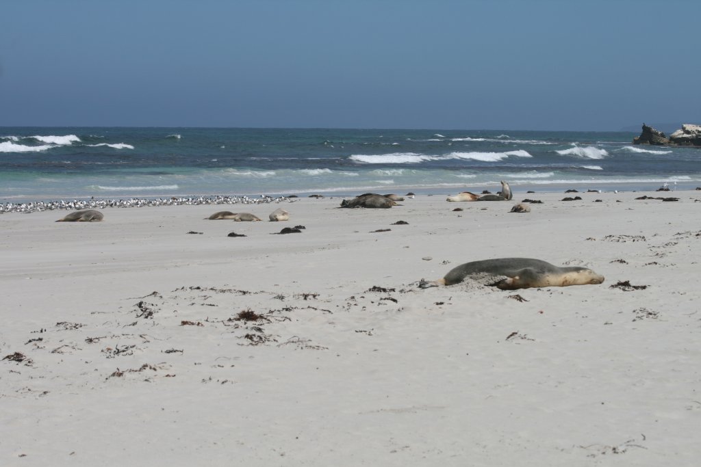 Australian Sealions on Seal Bay beach