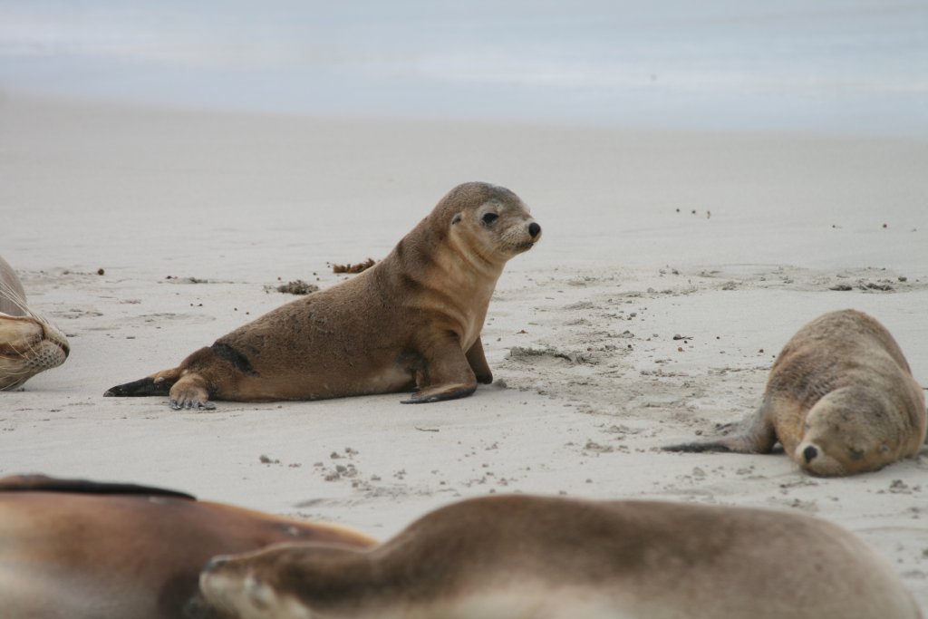 Australian Sealions