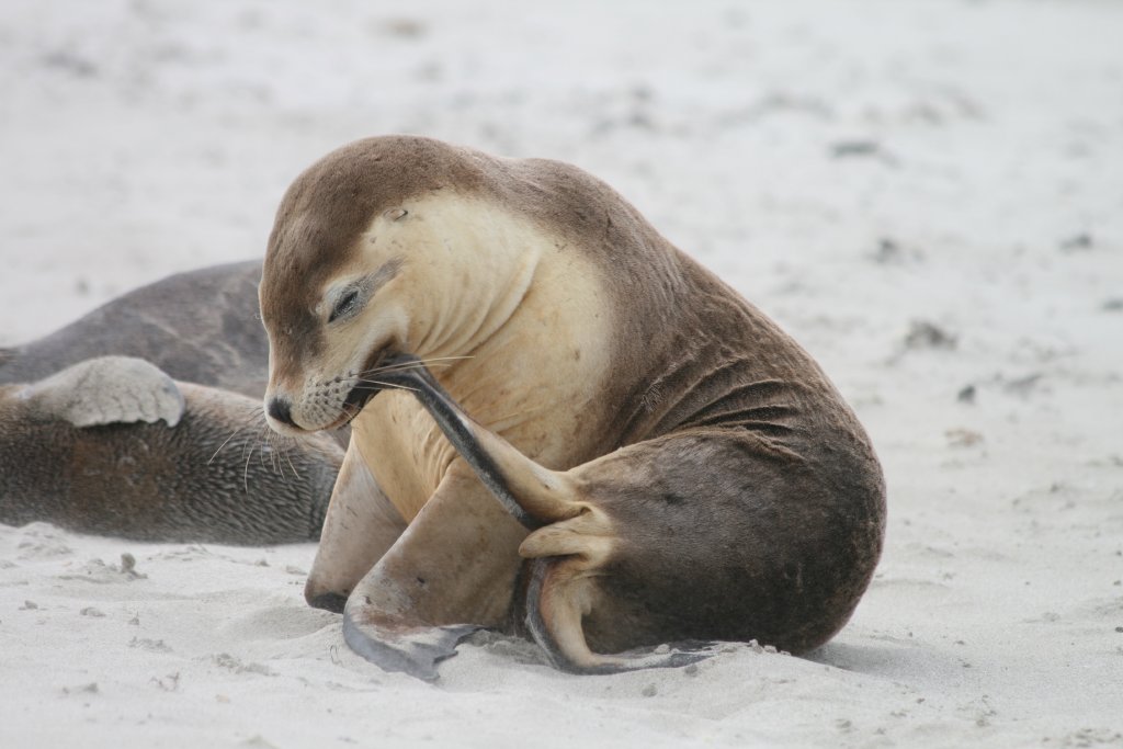 Australian Sealions