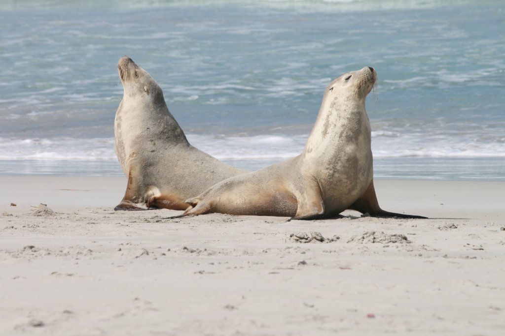 Australian Sealions