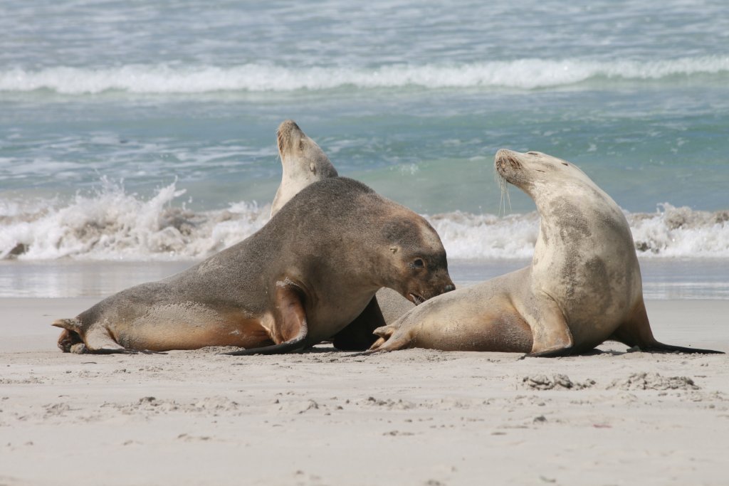 Australian Sealions