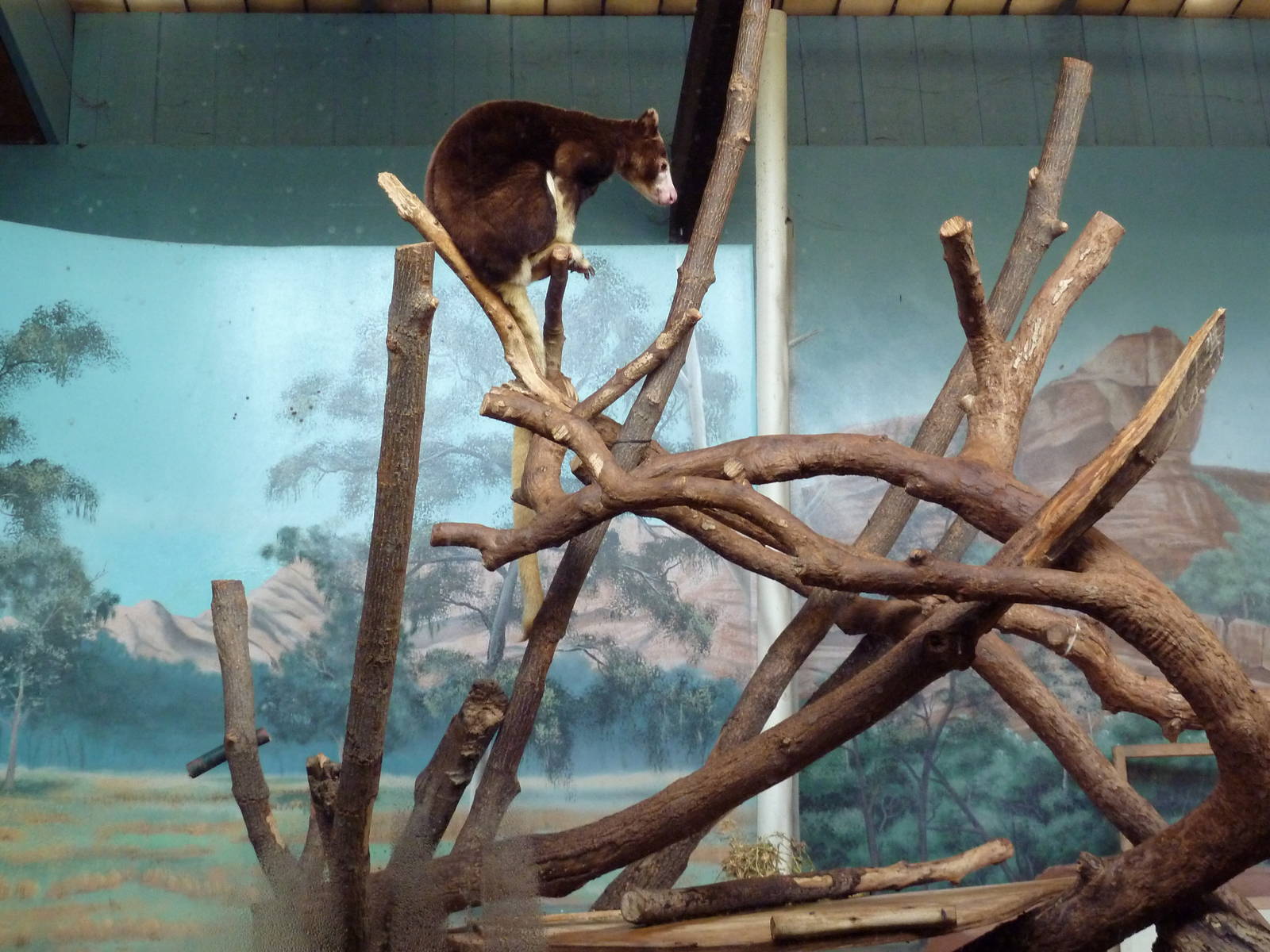 Australian Section - Matschie's Tree Kangaroo Exhibit