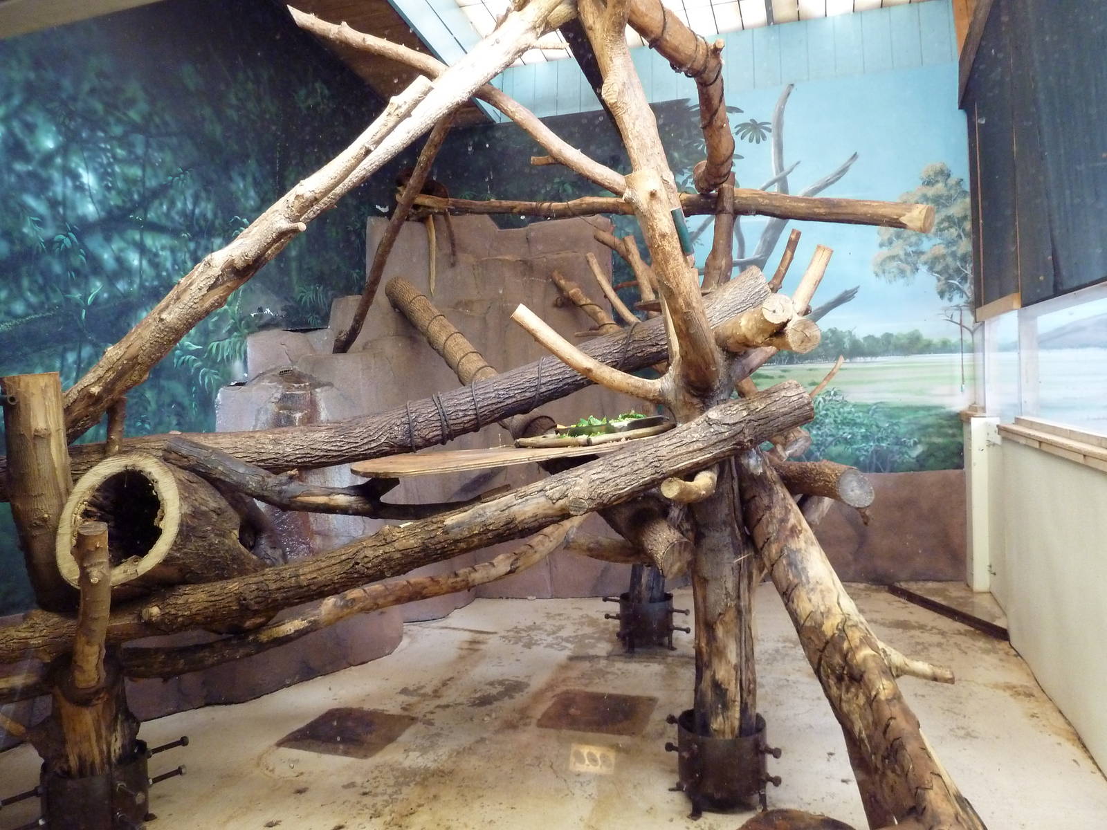 Australian Section - Matschie's Tree Kangaroo Exhibit