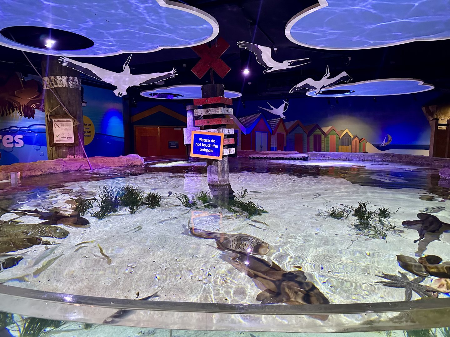 Australian Shark and Ray Tank
