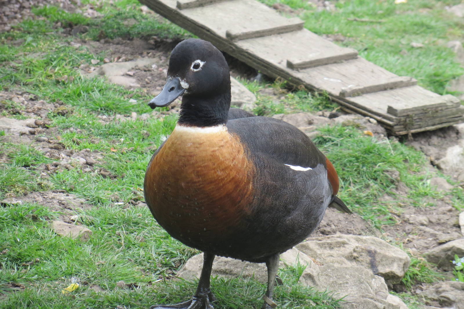 Australian Shelduck 200713