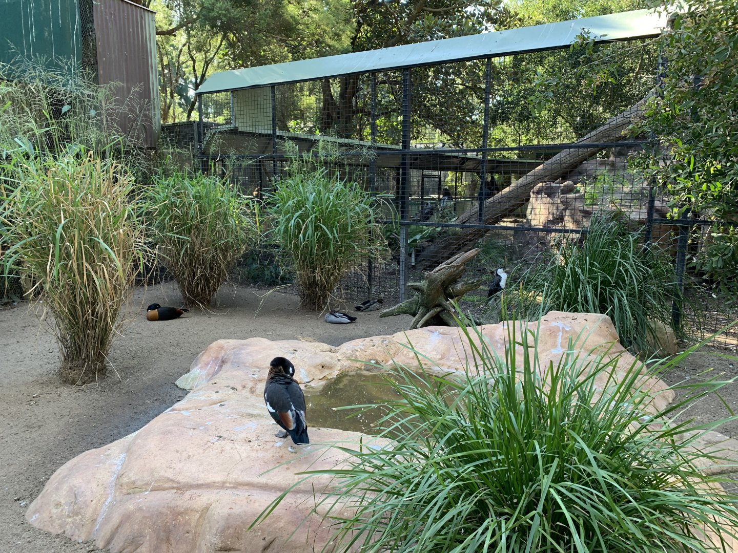 Australian Shelduck Exhibit