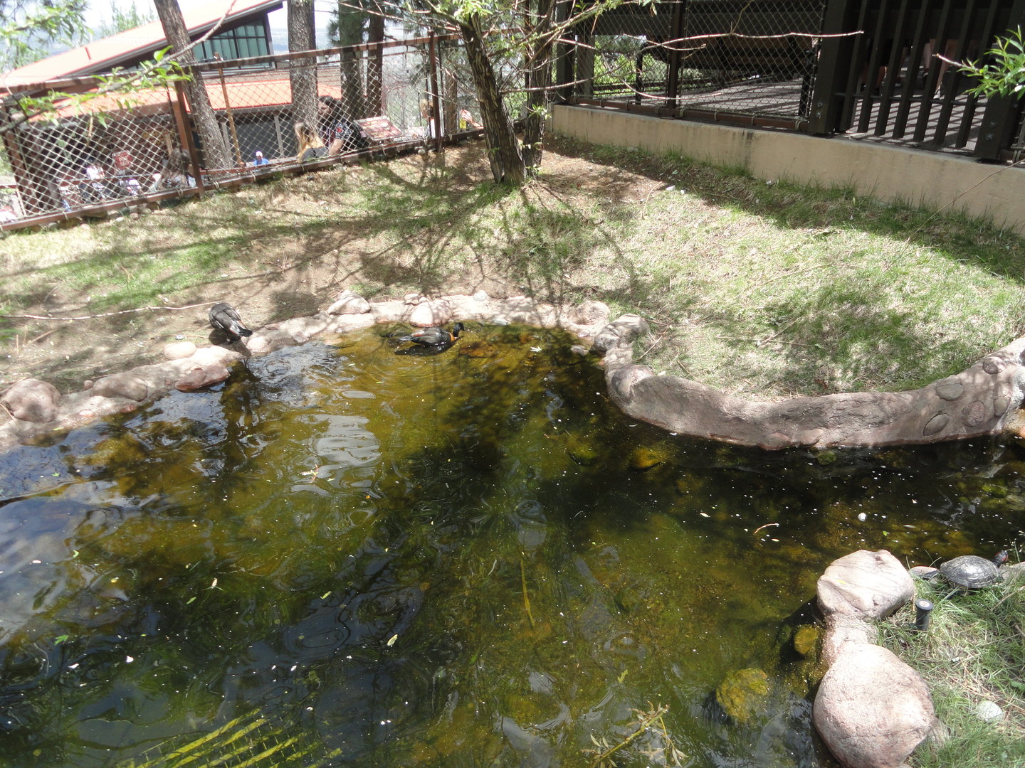 Australian Shelduck Exhibit