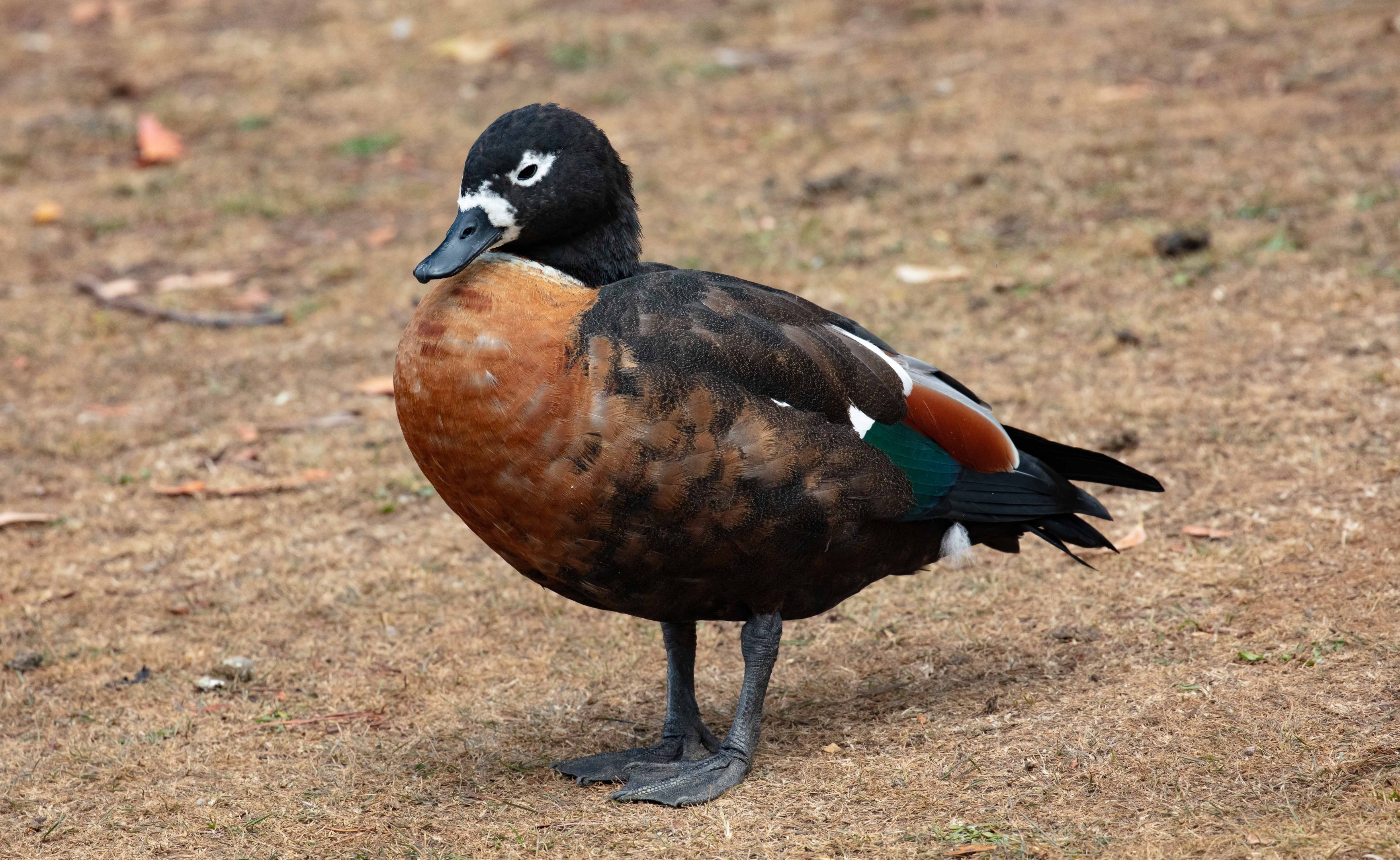 Australian Shelduck female (wild bird)