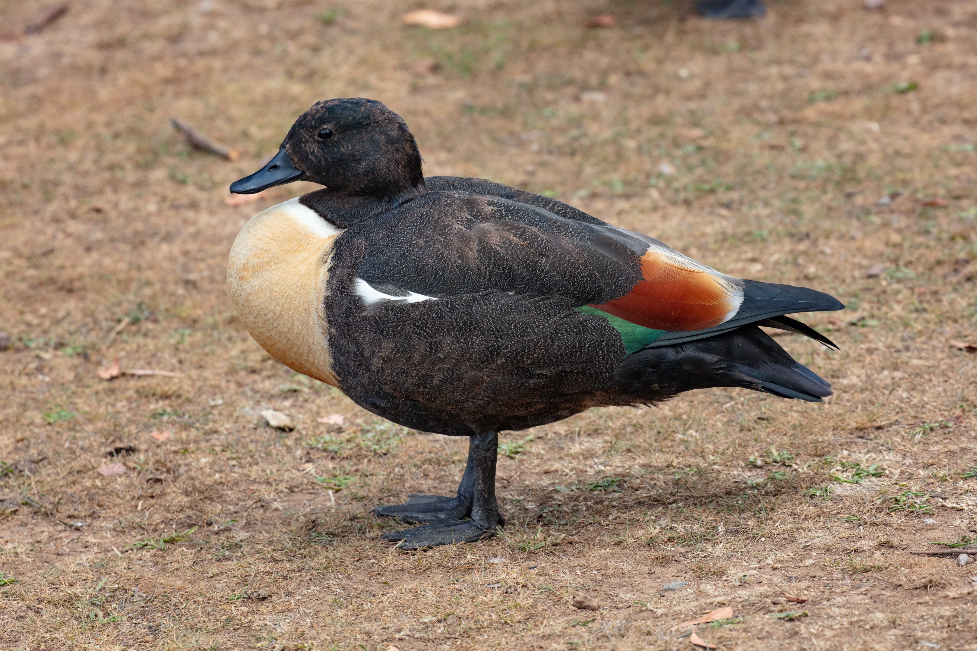 Australian Shelduck male (wild bird)