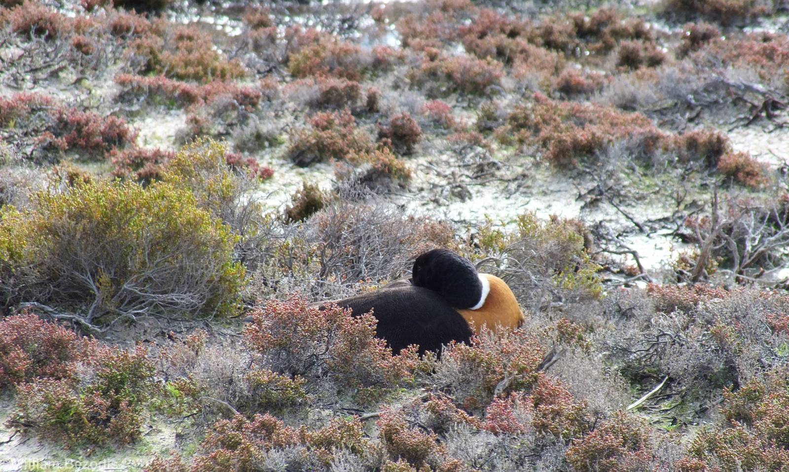Australian Shelduck - Rottnest Island