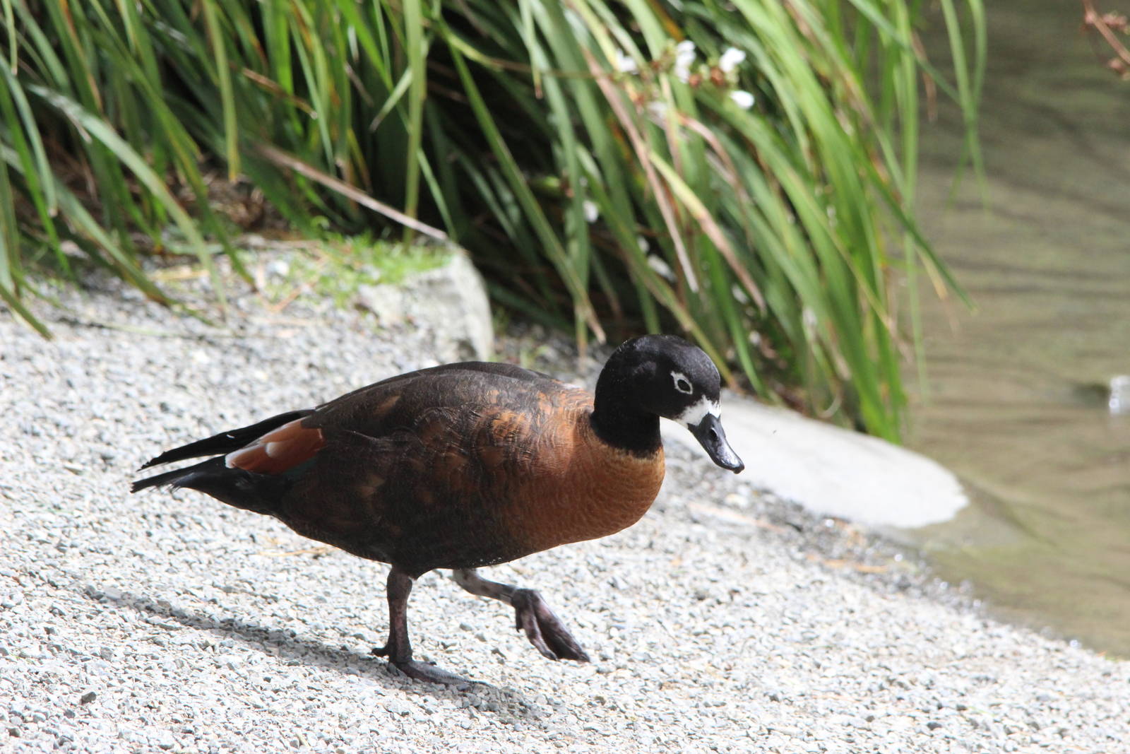 Australian Shelduck, Staglands