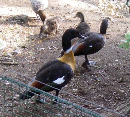 Australian Shelduck (Tadorna tadornoides)