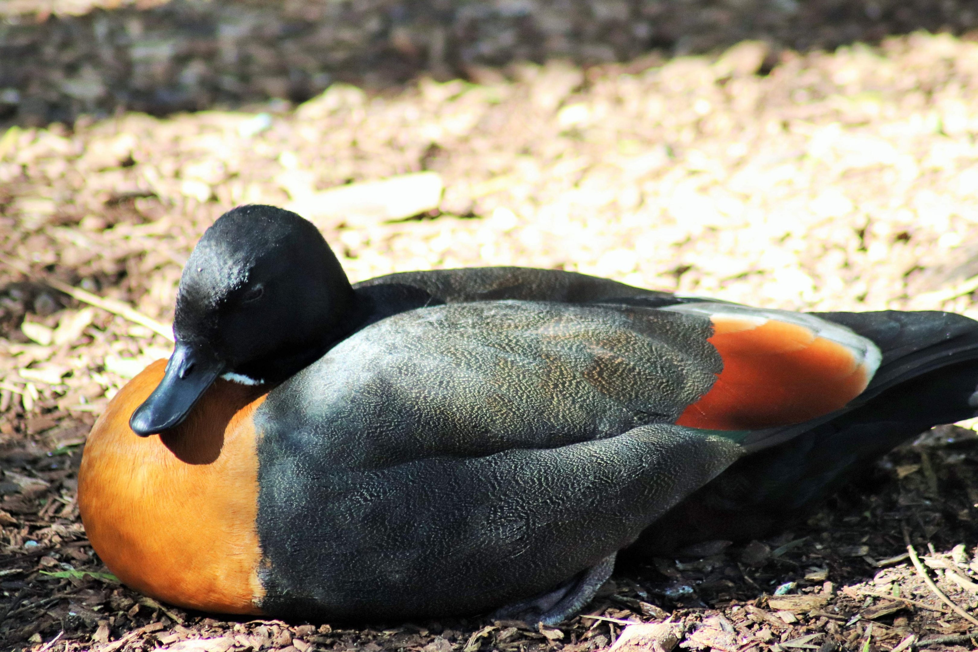 Australian Shelduck (Tadorna tadornoides)