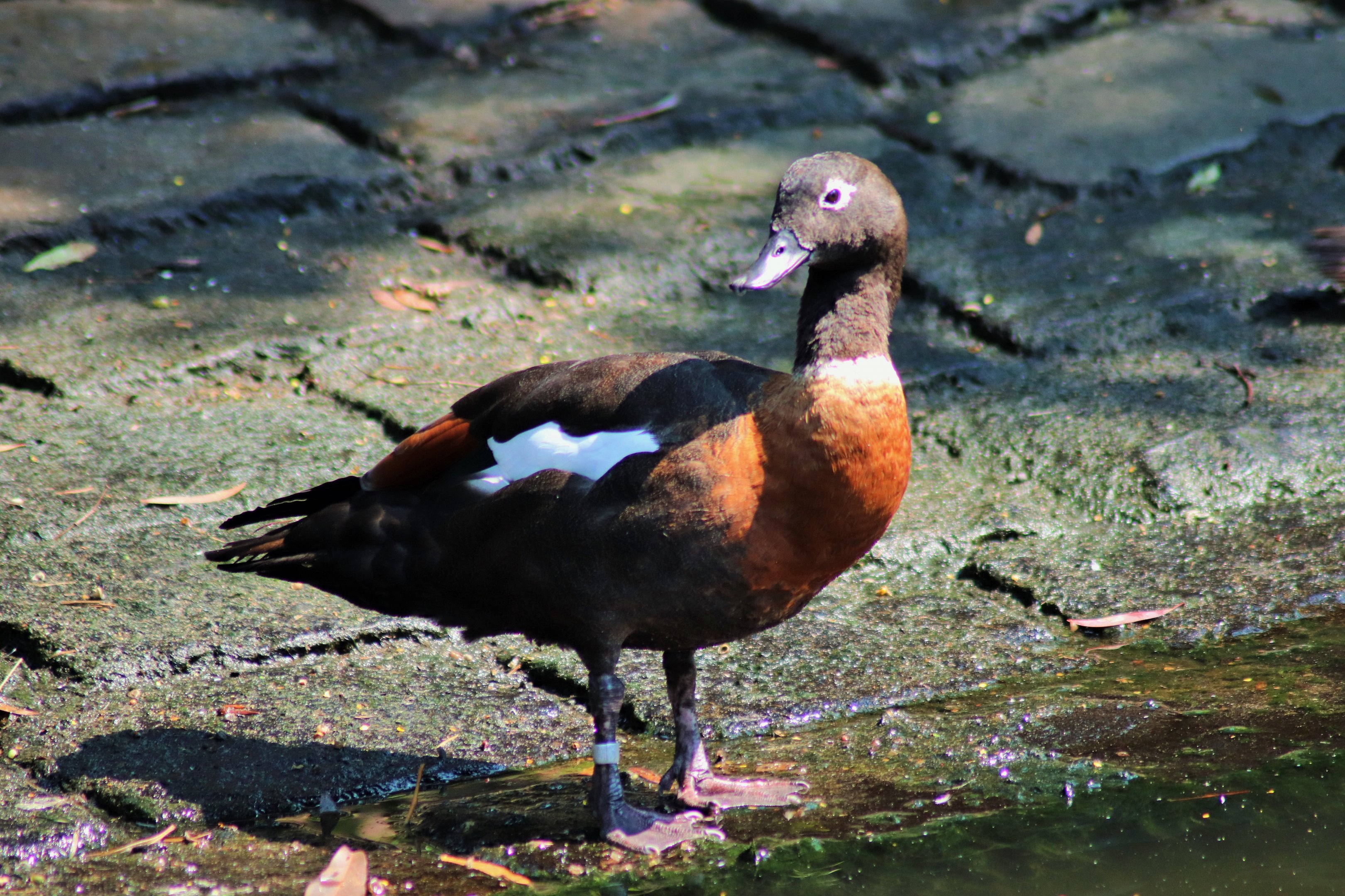 Australian Shelduck (Tadorna tadornoides)