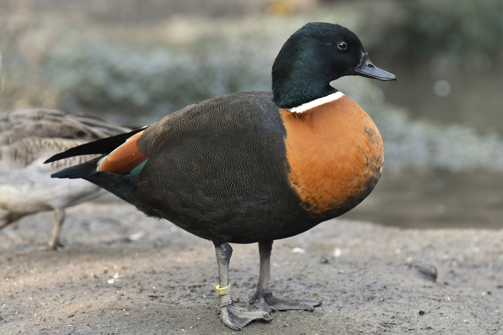Australian Shelduck Tadorna tadornoides