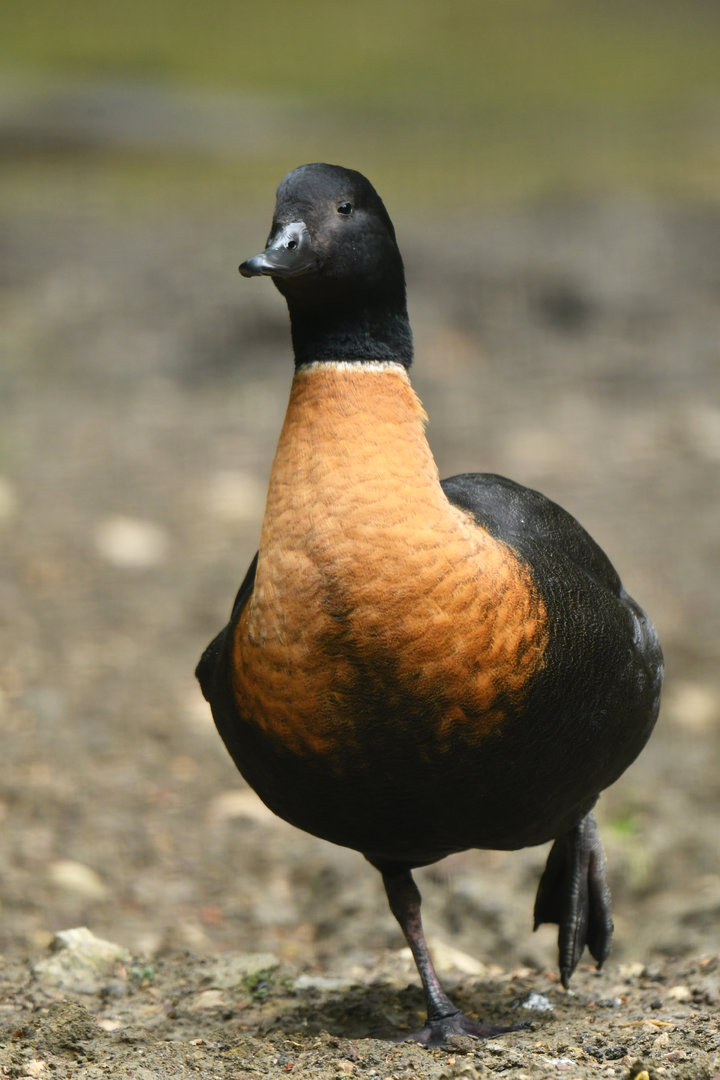 Australian shelduck (Tadorna tadornoides)