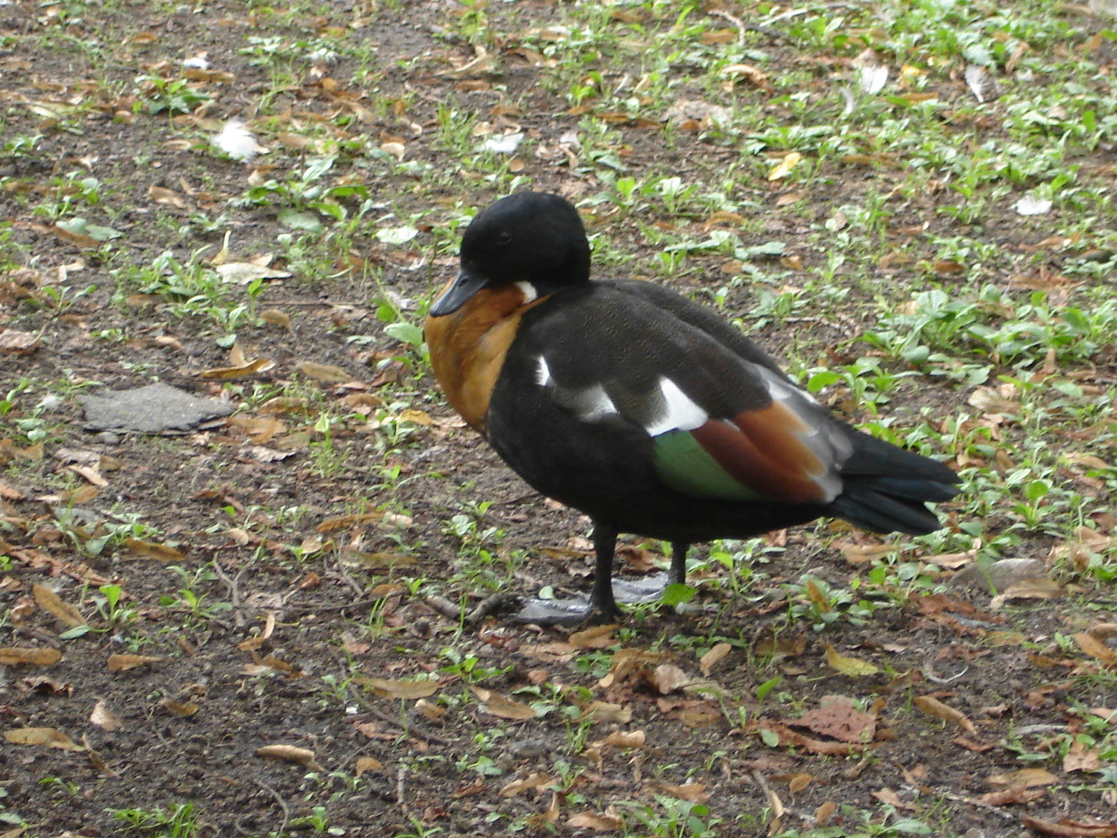 Australian Shelduck
