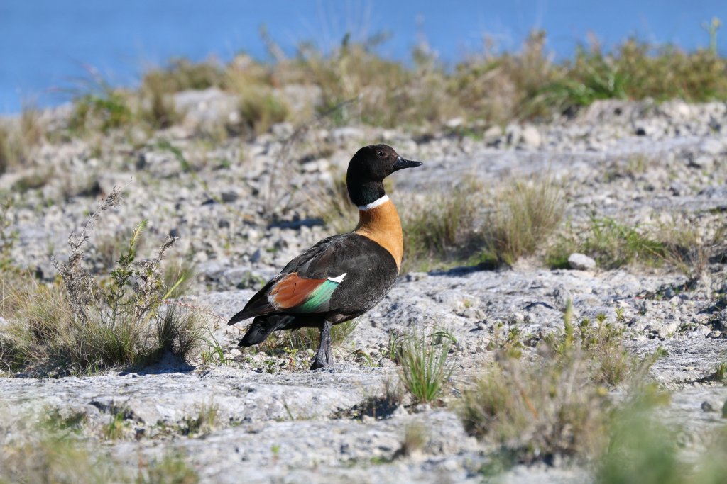 Australian Shelduck