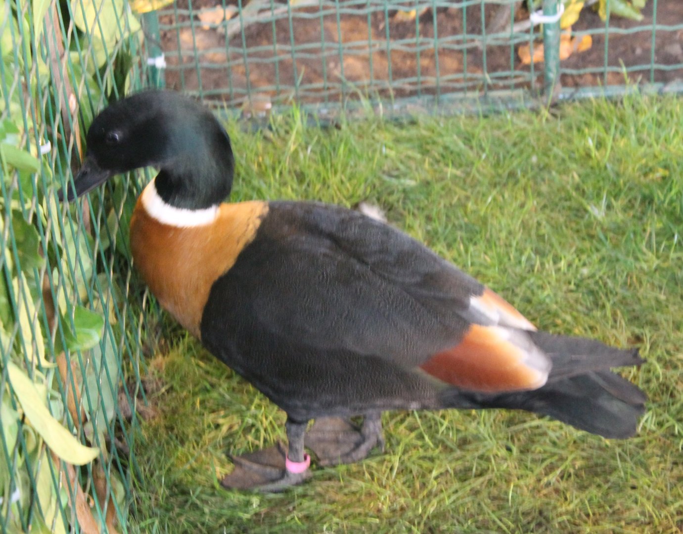 Australian shelduck