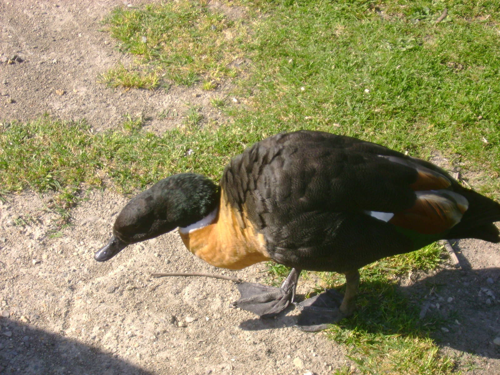 Australian Shelduck
