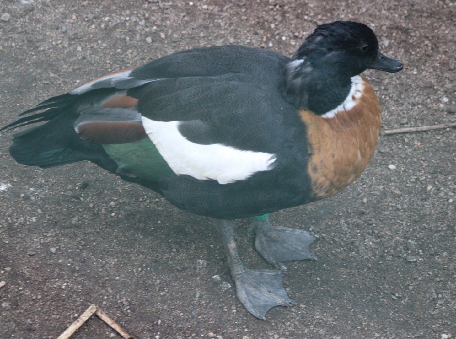 Australian shelduck