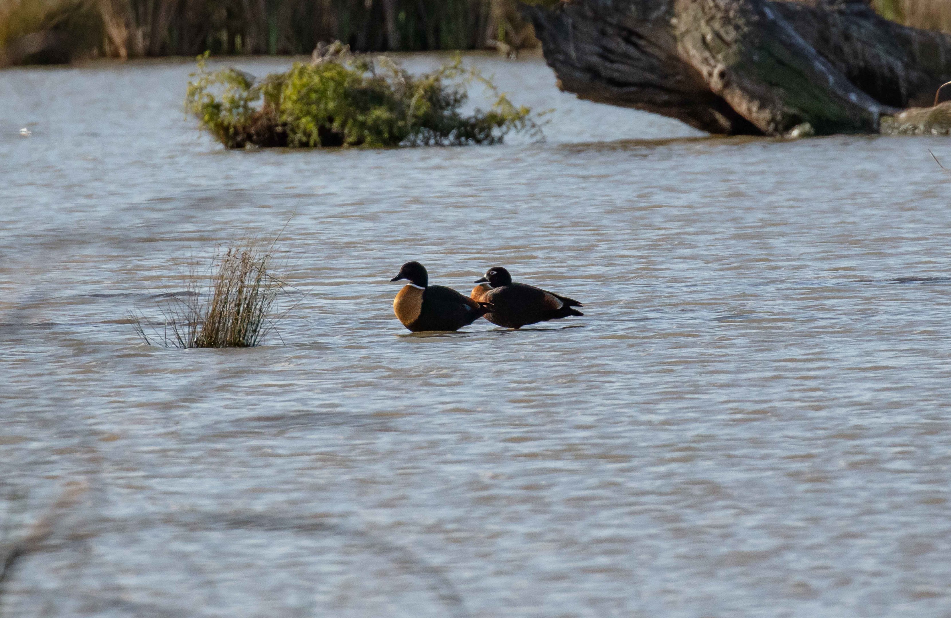 Australian Shelduck