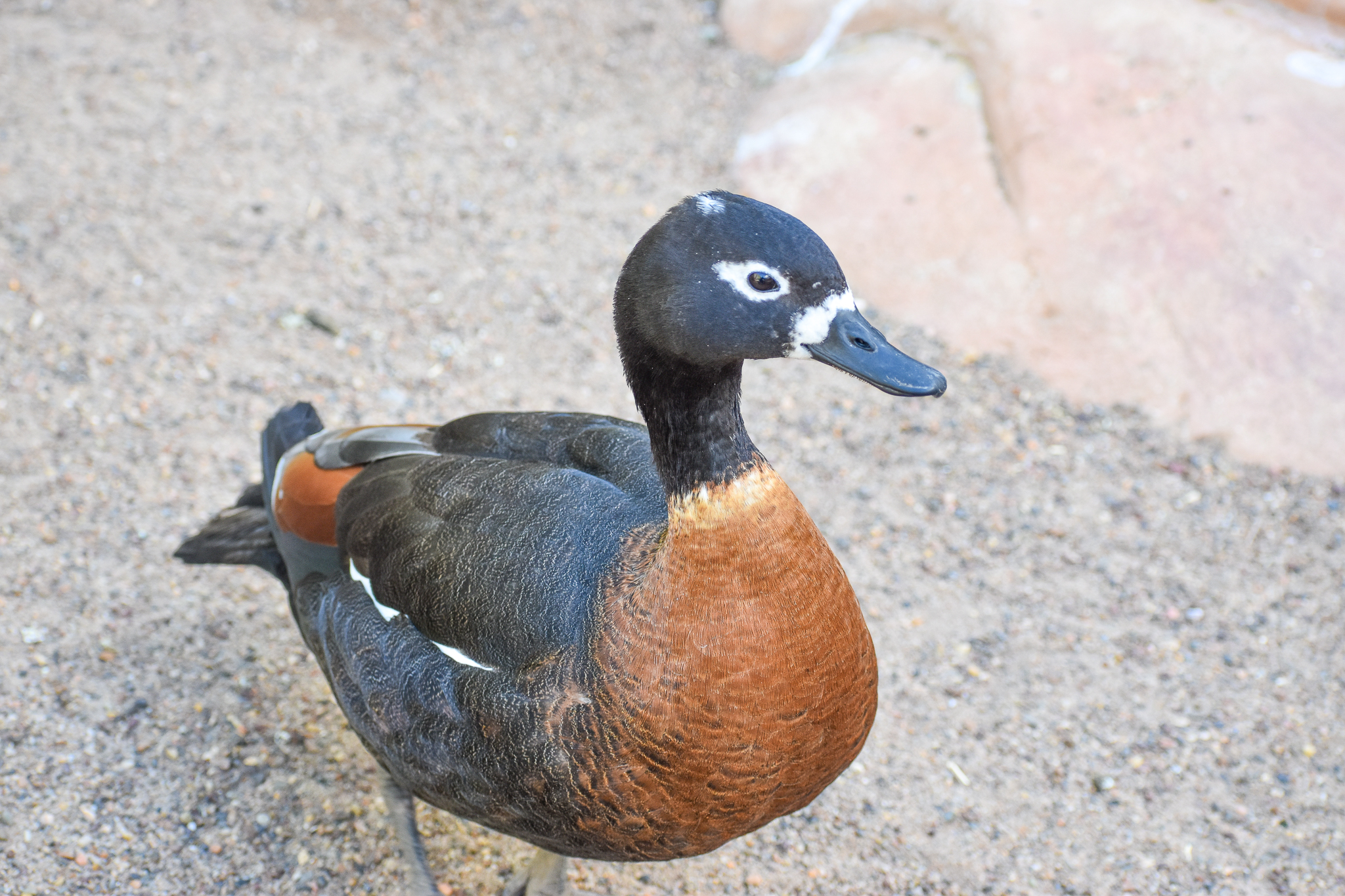 Australian Shelduck
