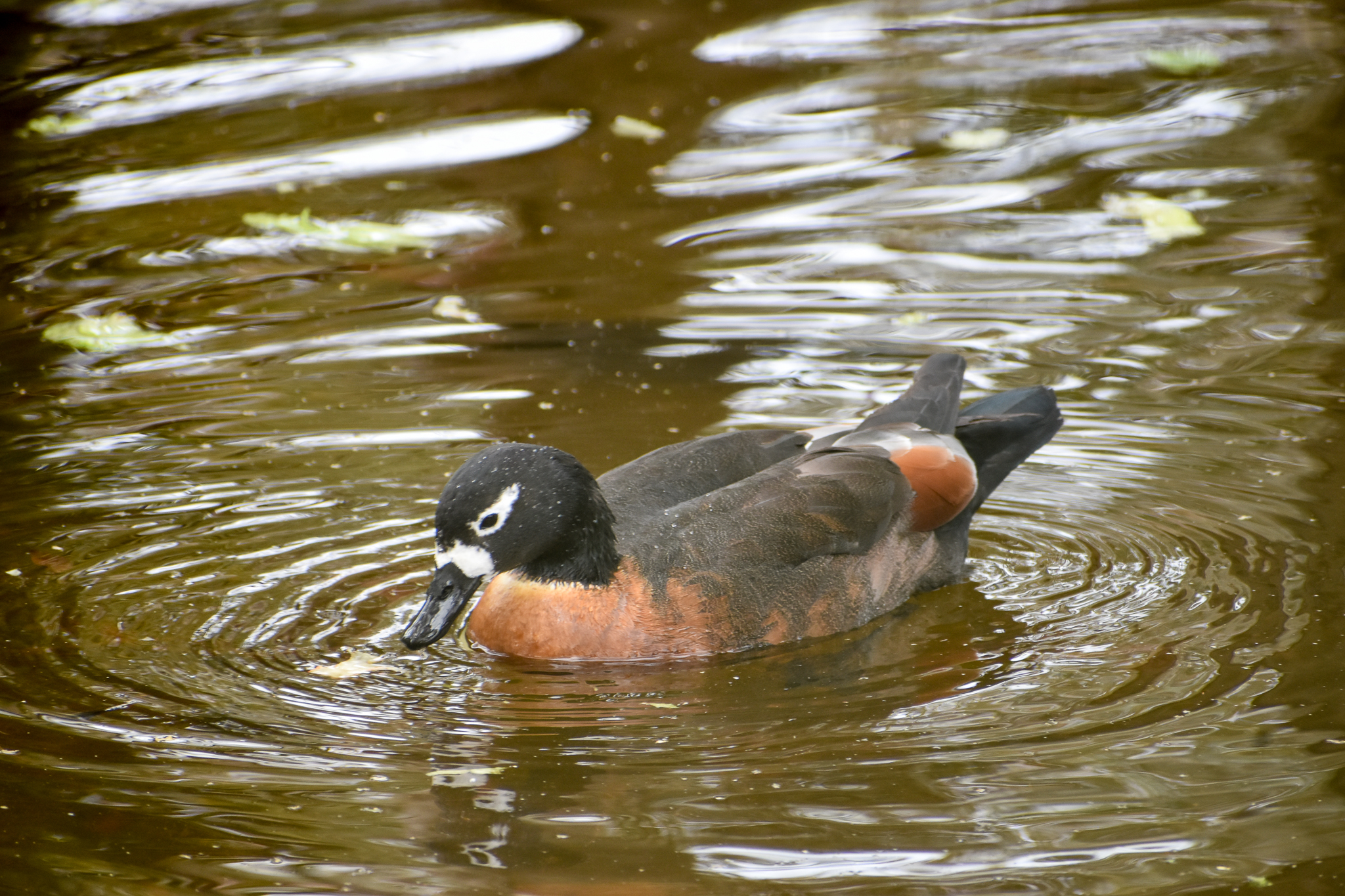 Australian Shelduck