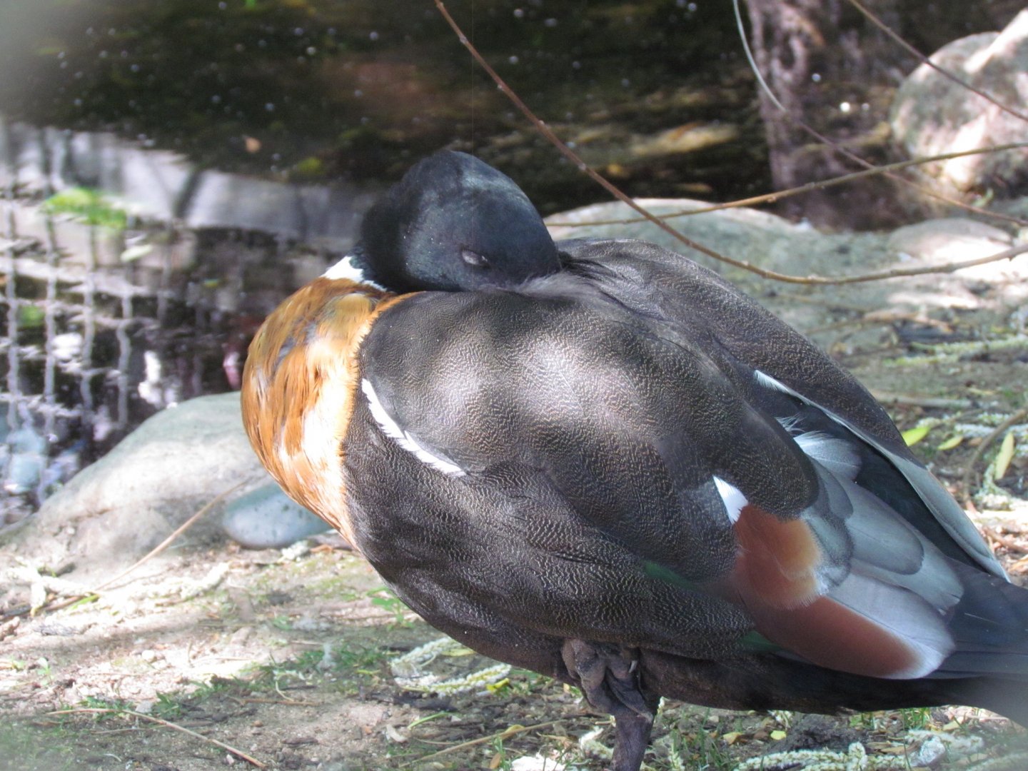 Australian Shelduck