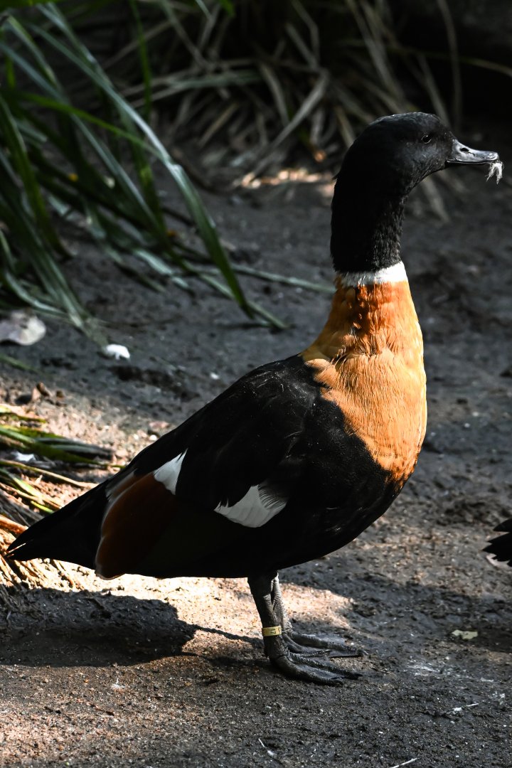 Australian shelduck