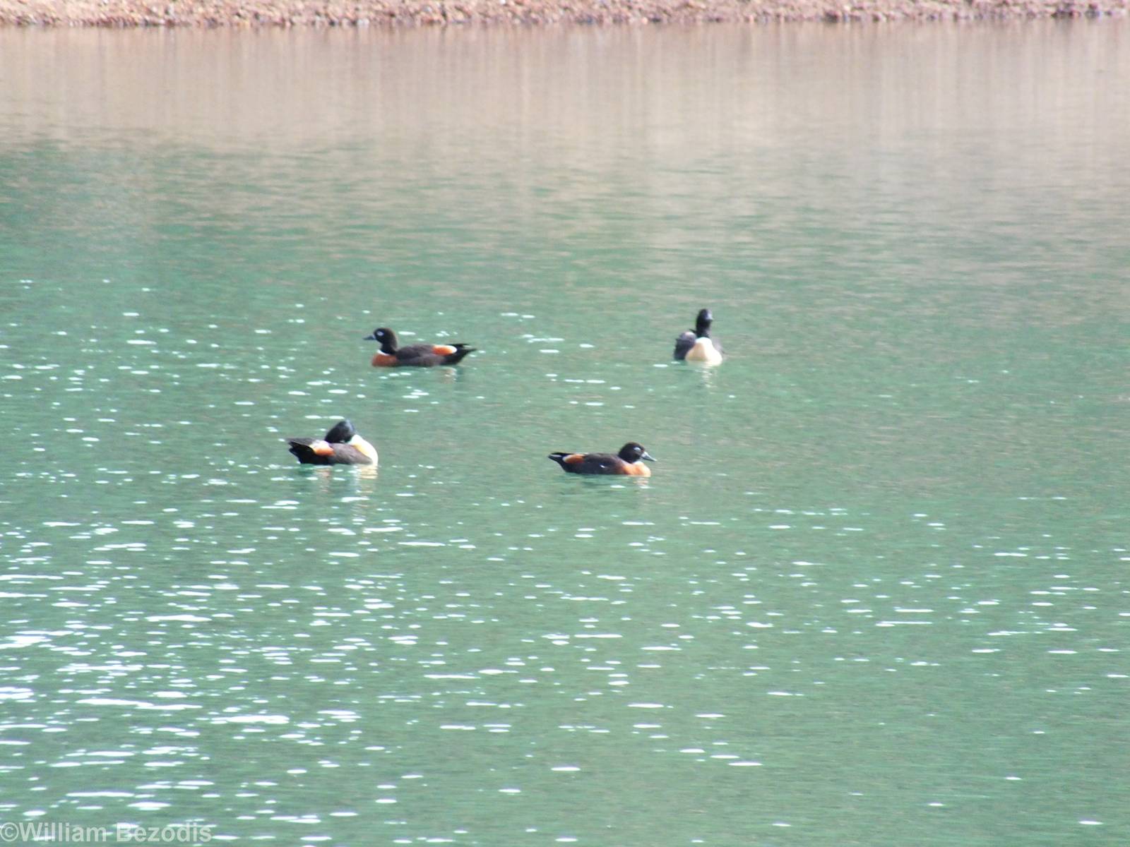 Australian Shelducks