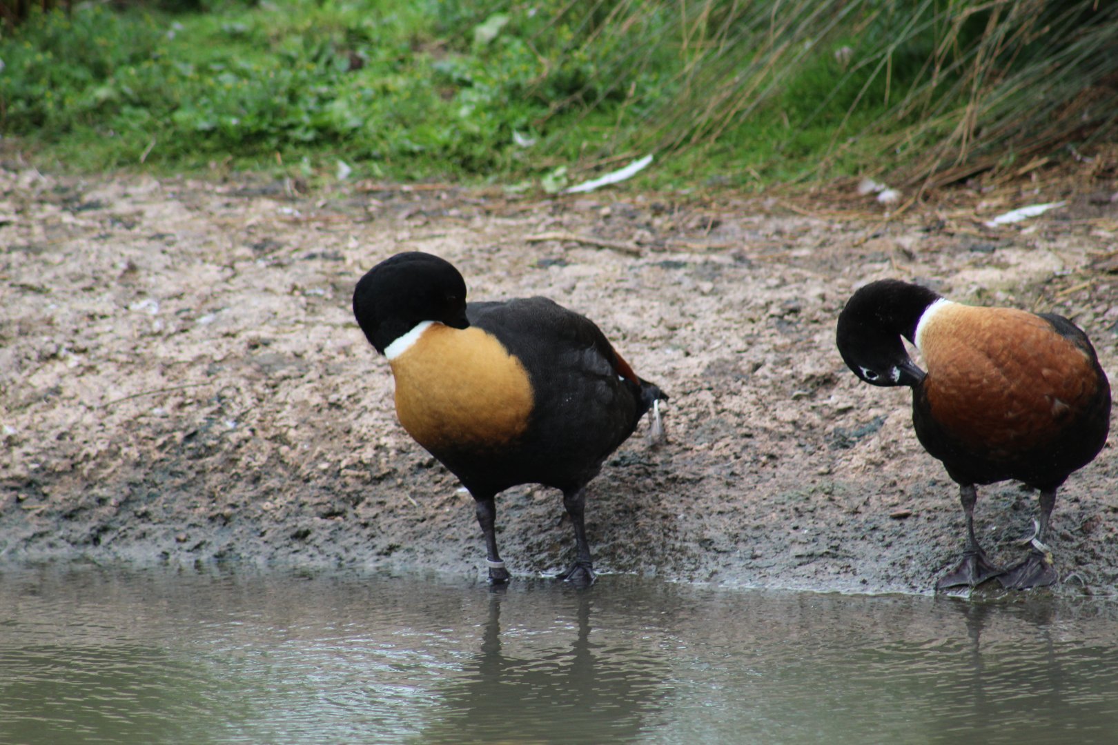 Australian Shelducks