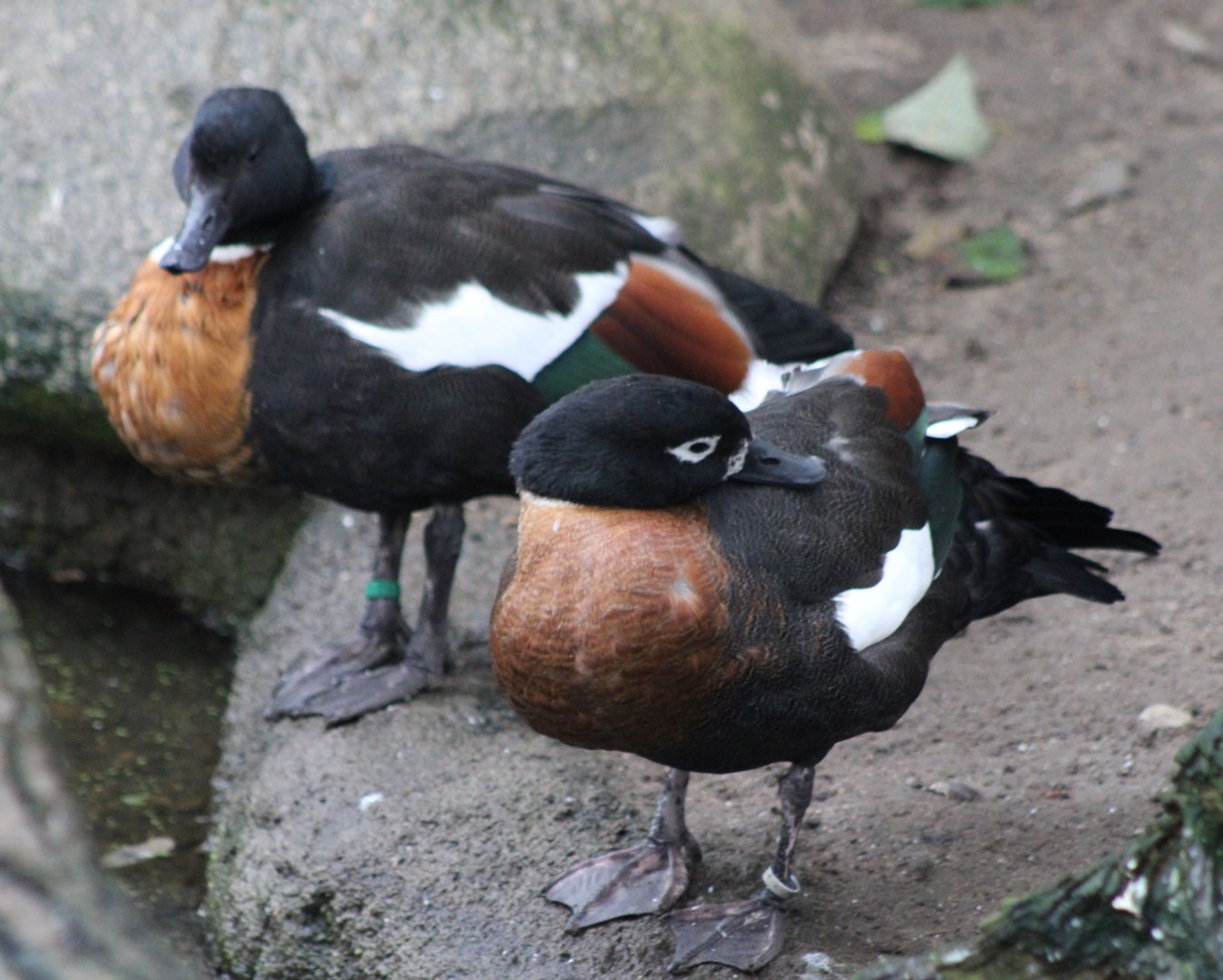 Australian shelducks