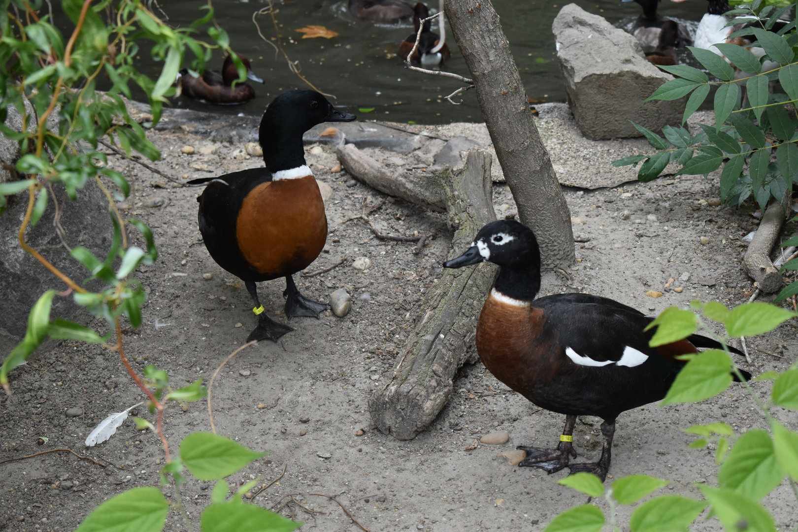 Australian shelducks