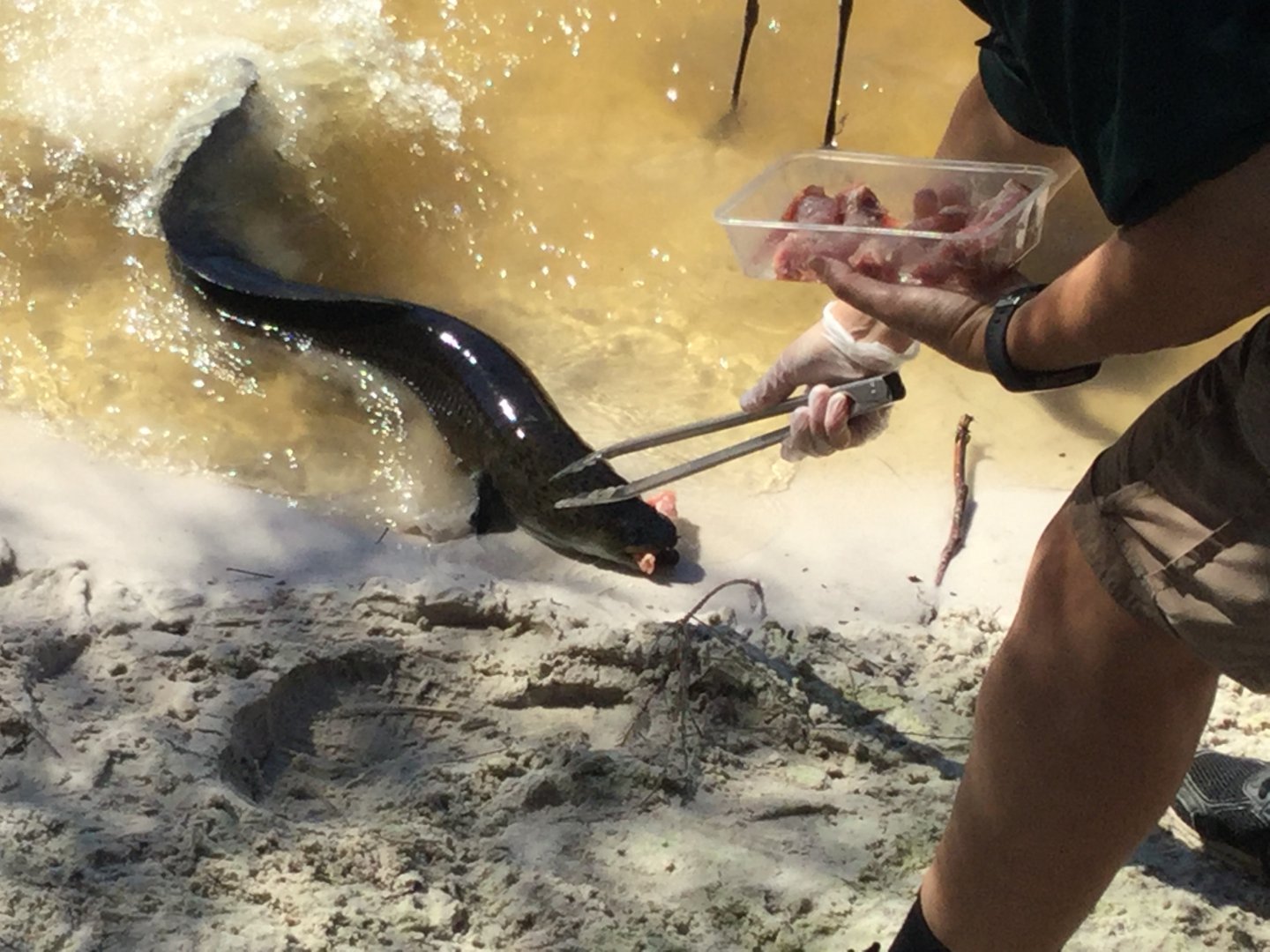 Australian Short Finned Eel