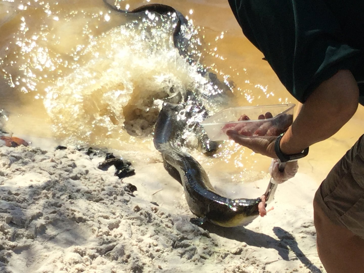 Australian Short Finned Eel