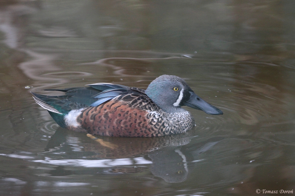 Australian Shoveler (Anas rhynchotis variegata)