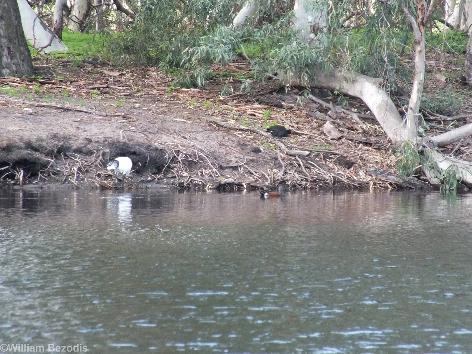 Australian Shoveler, Dusky Moorhen, Australian White Ibis