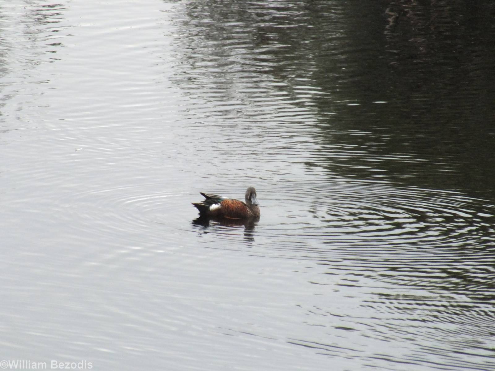 Australian Shoveler