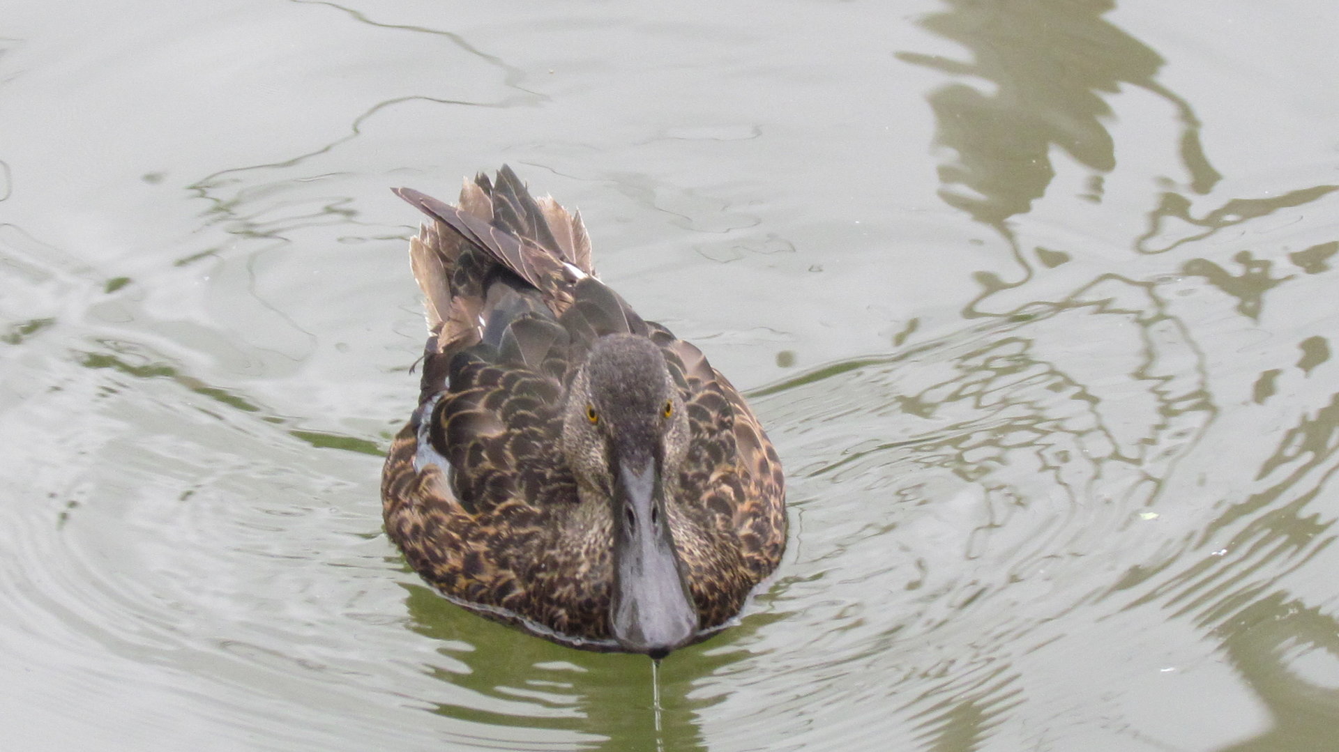 Australian Shoveler