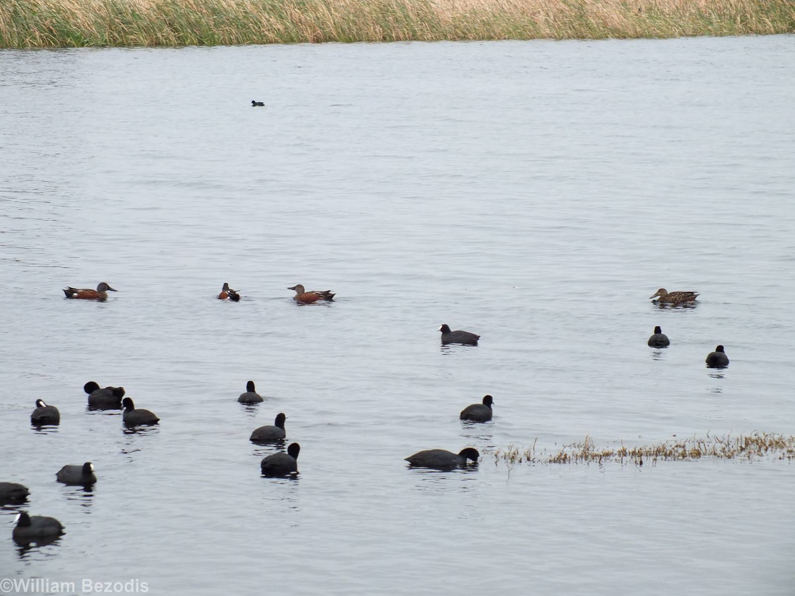 Australian Shovelers and Common Coots