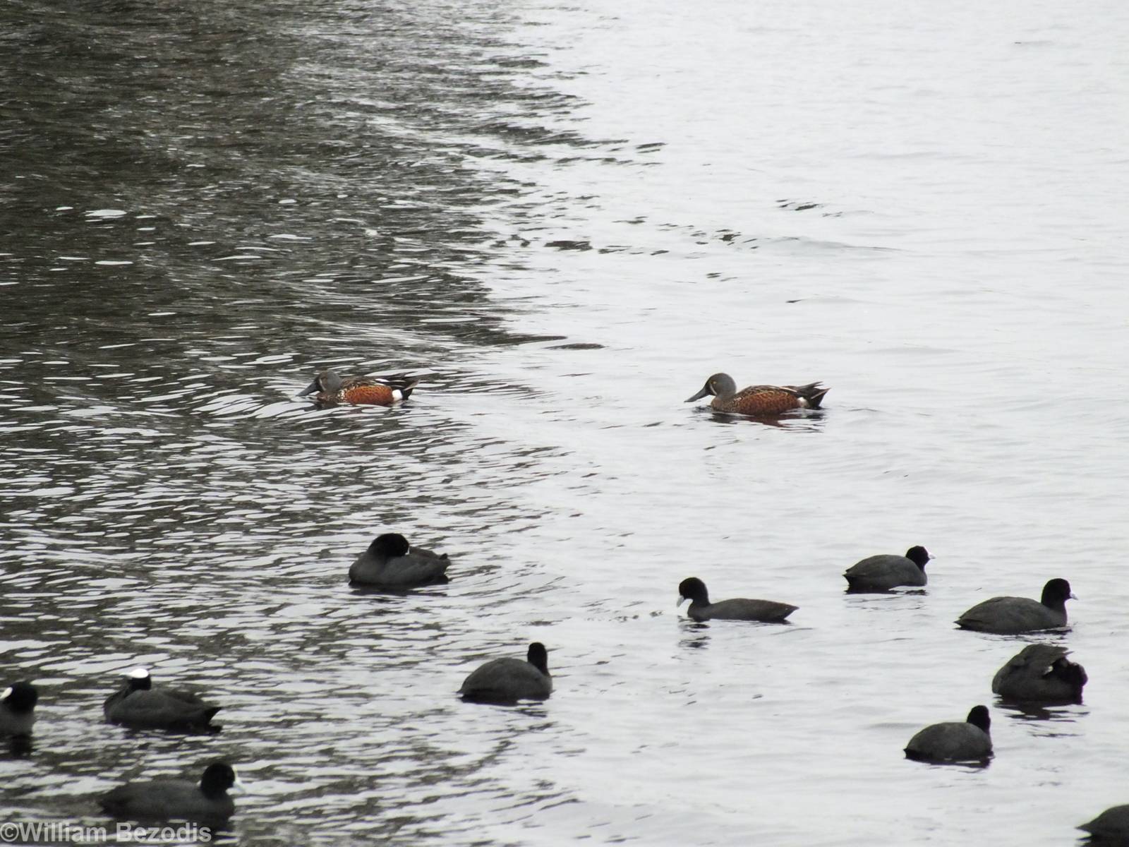 Australian Shovelers and Common Coots