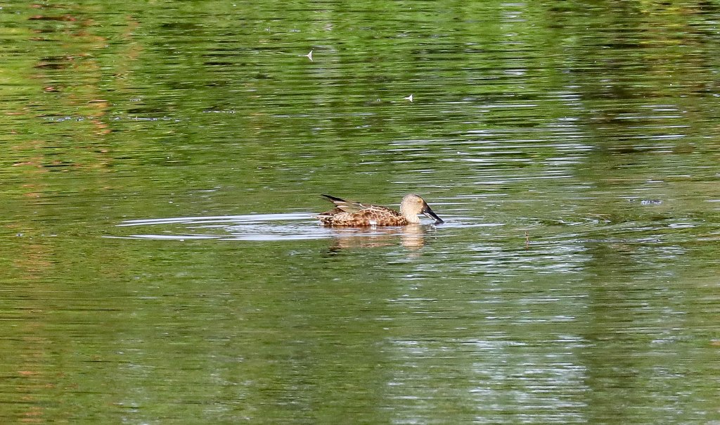 Australian Shoveller (male in non-breeding plumage)