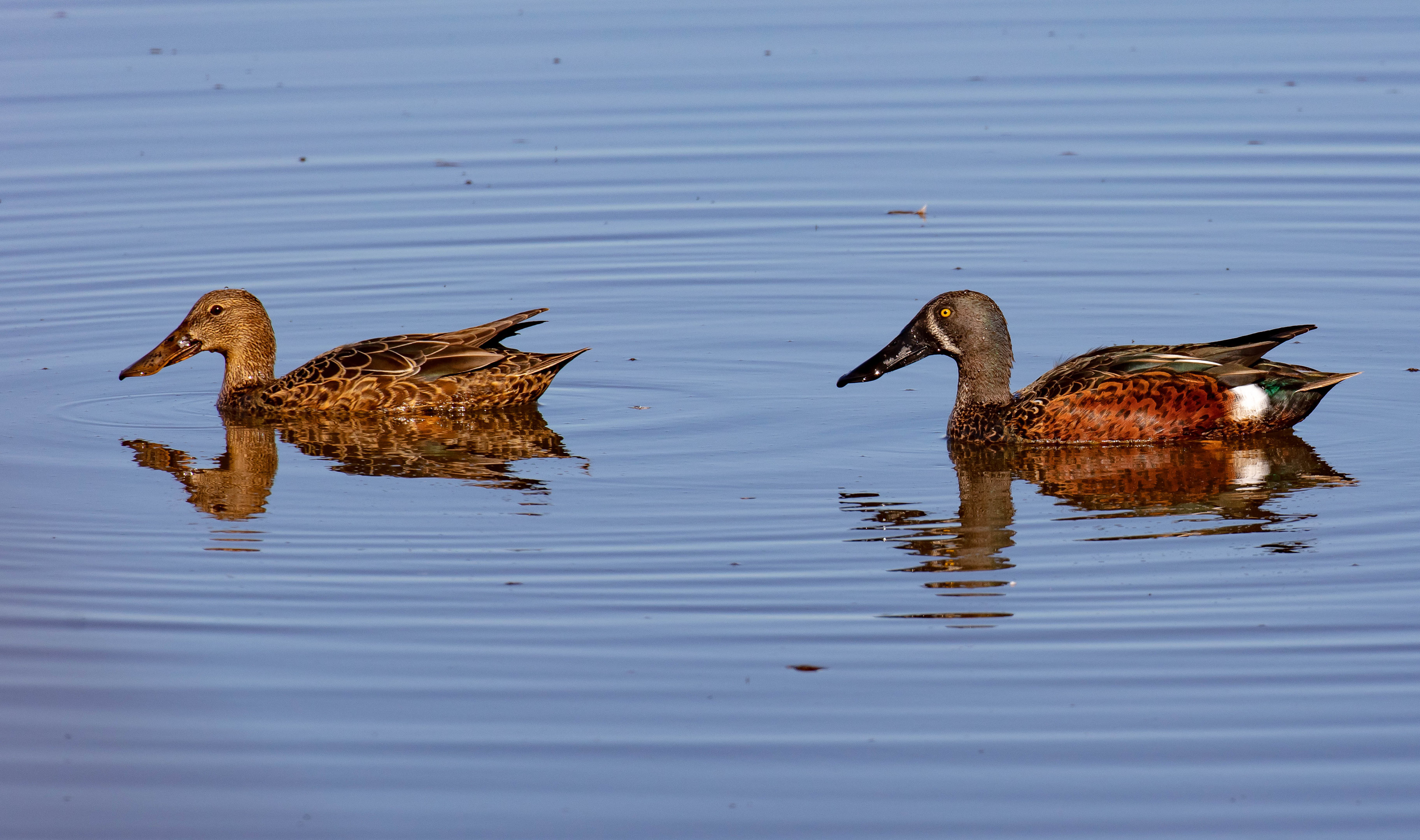 Australian Shoveller