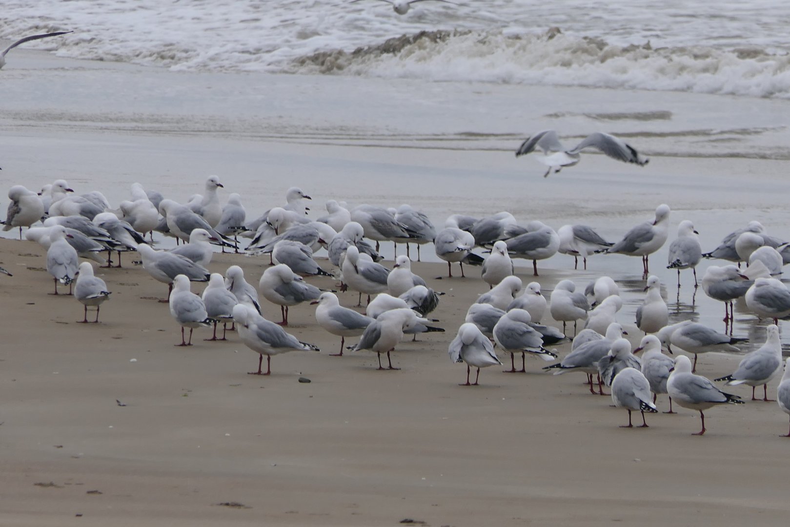 Australian Silver Gull (Chroicocephalus novaehollandiae novaehollandiae)