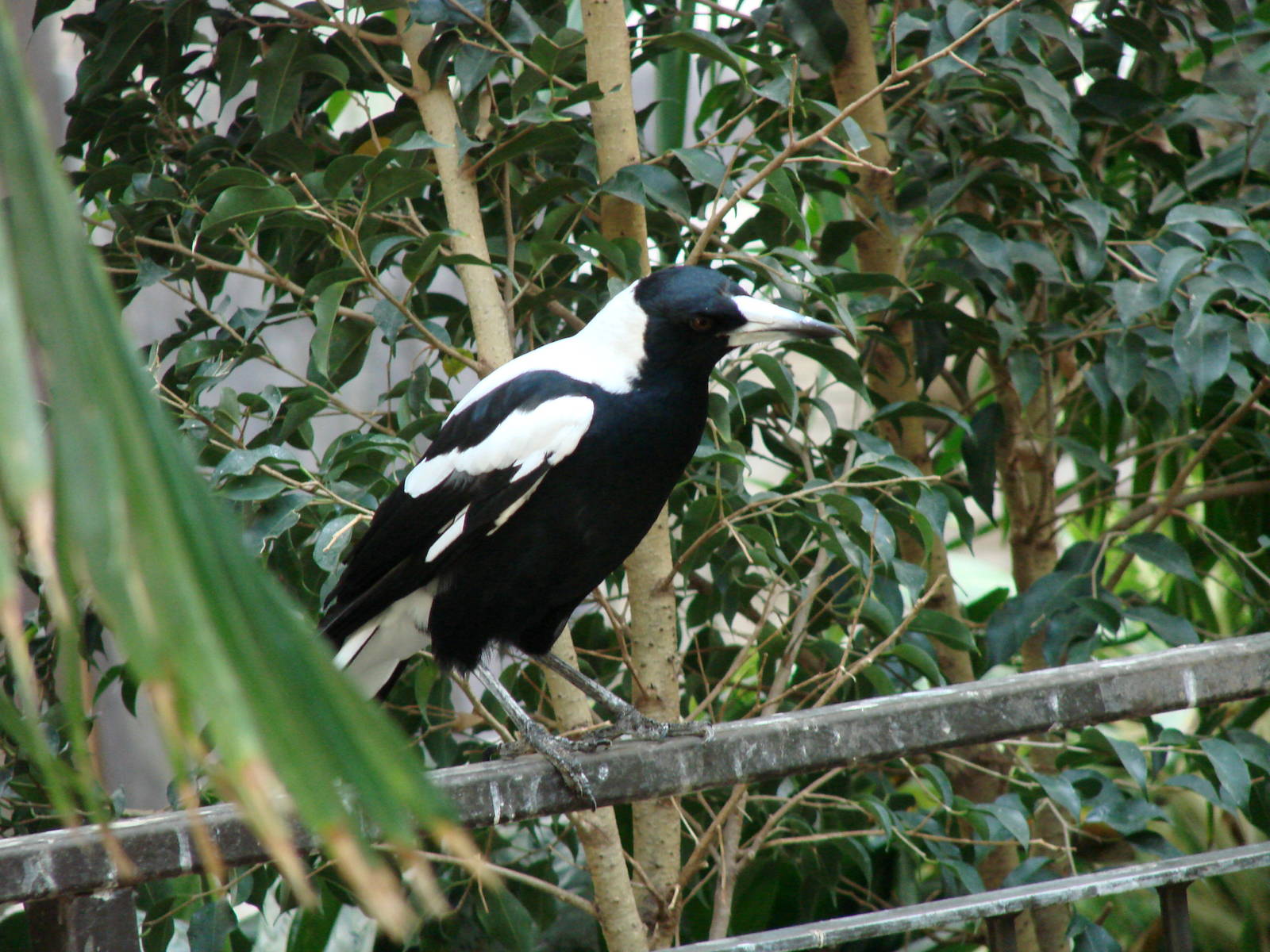 Australian Singing Crow