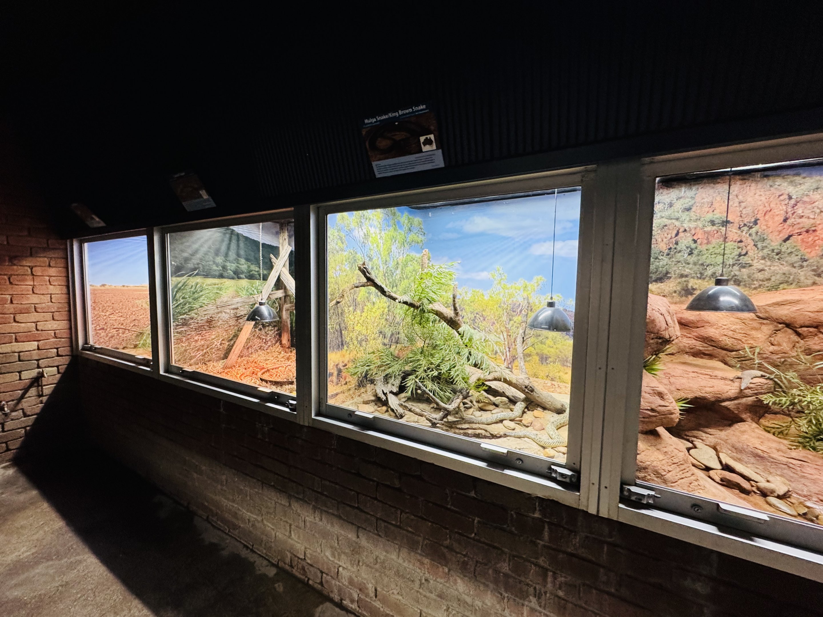 Australian snake enclosures