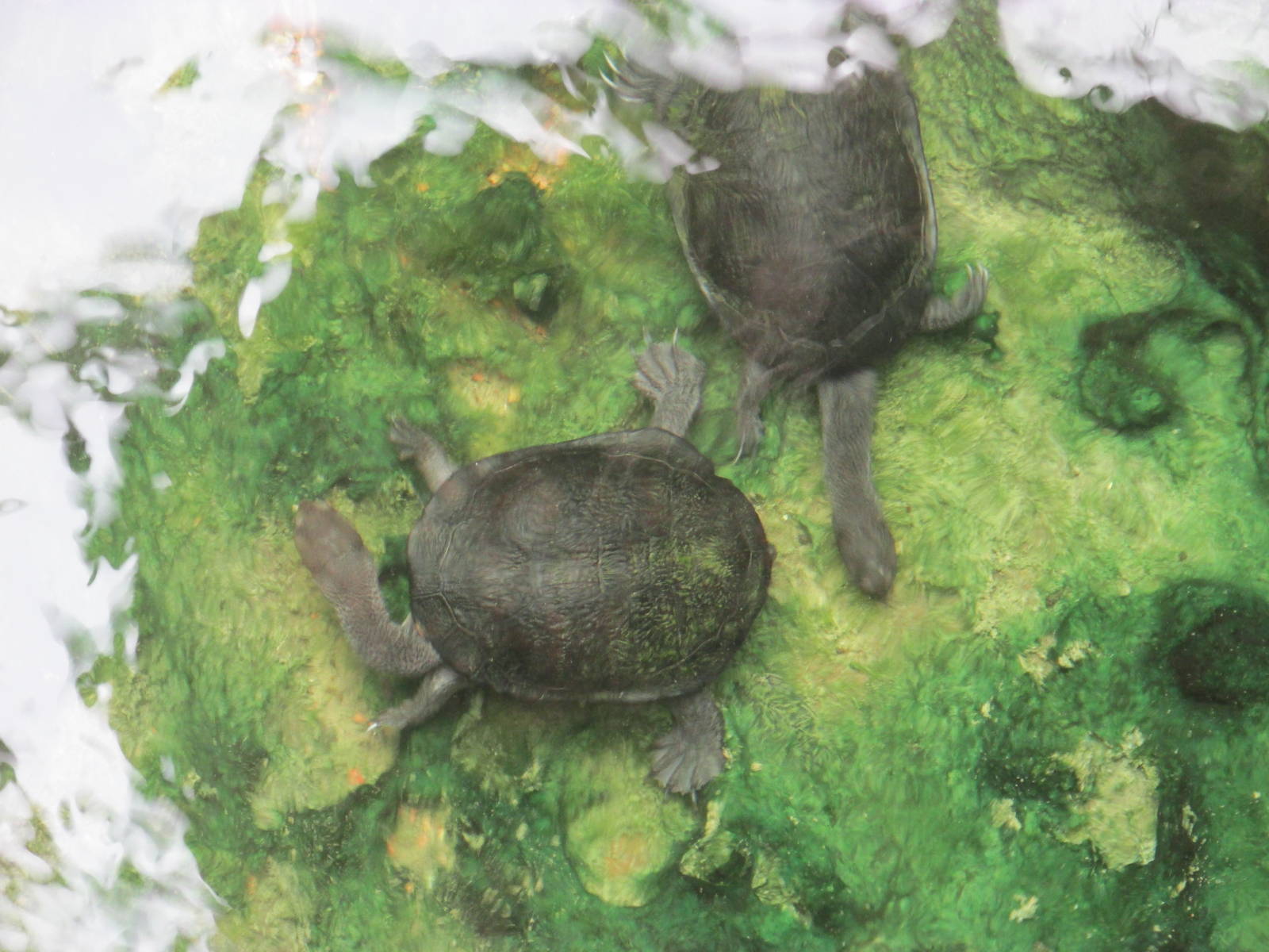 Australian Snake Neck Turtles