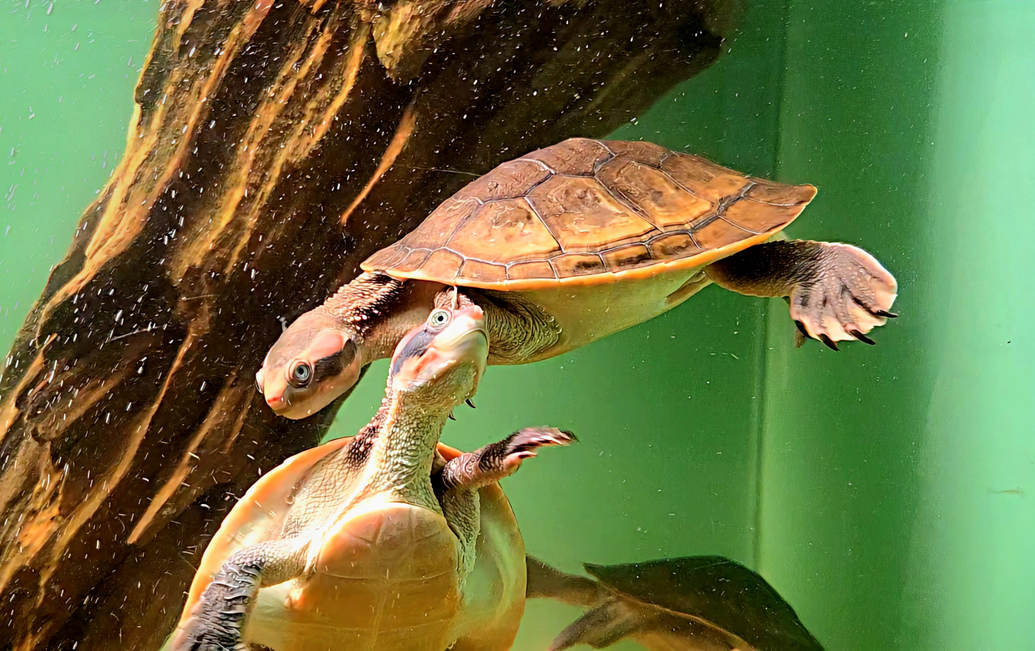 Australian Snake-Necked Turtle - Rainforest Adventures