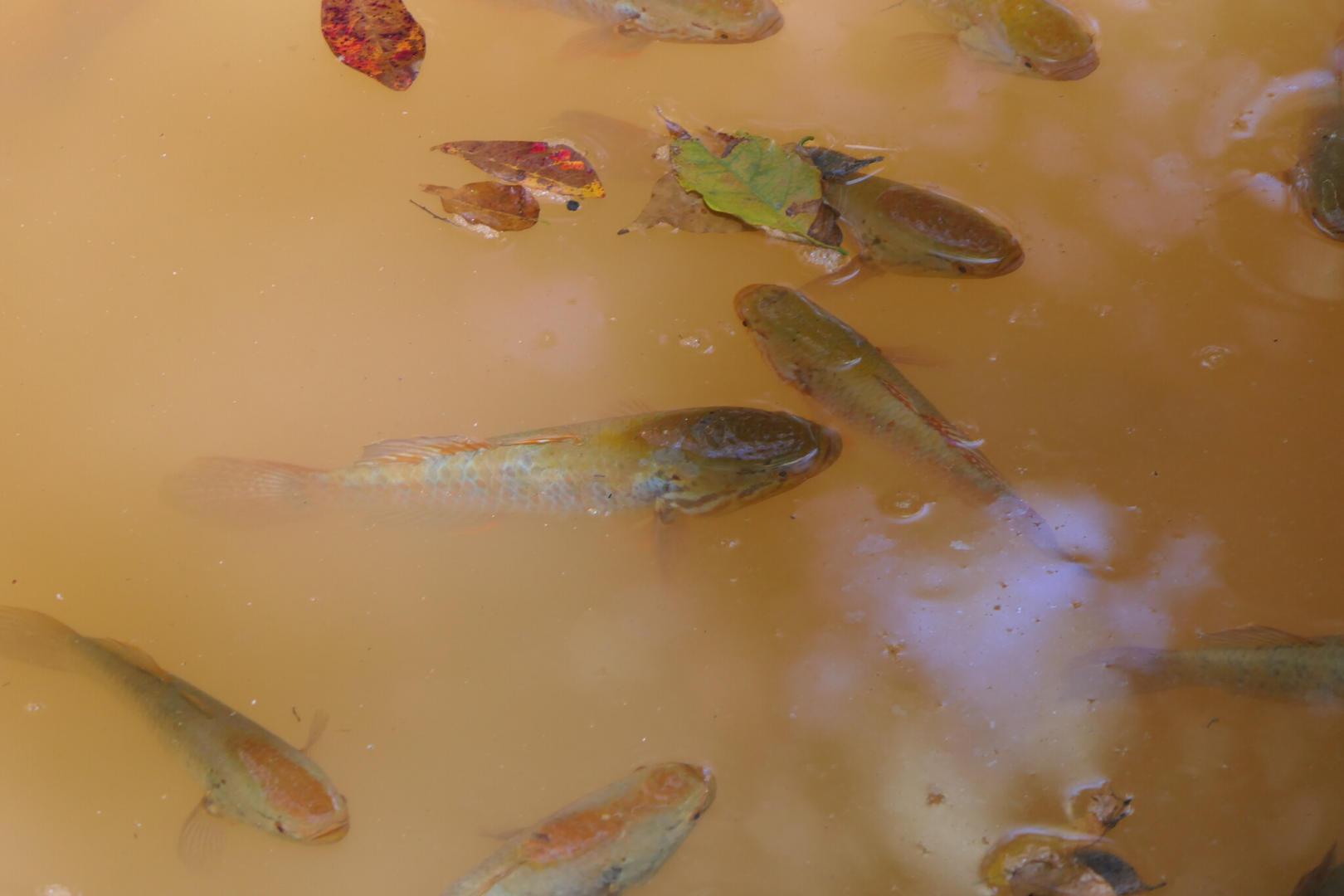 Australian Snakehead Gudgeon (Giuris aporocephalus)